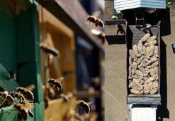 Hayvanları ölen depremzedelere, bedelsiz hayvan dağıtımı