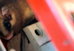 Nesli tehlike altındaki ağaç yediuyuru Göynük'te görüntülendi