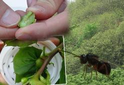 Karadeniz'de 'katil arı'ya karşı 1200 yok edici böcekle mücadele