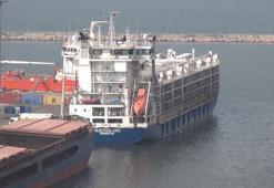 Canlı hayvan taşıyan gemi, Bandırma’da