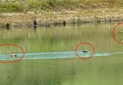 Angut kuşu ve 10 yavru, bakımlarının ardından doğaya bırakıldı