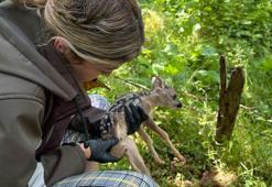 Bacağı kırık halde bulunan 3 günlük yavru karaca tedaviye alındı