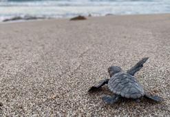 Deniz kaplumbağalarının yuva yaptığı Çıralı'ya akşamdan sabaha giriş yasağı