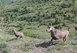 Nadir görülen dağ keçisi ‘şamua’ların sayısı iki katına çıktı