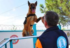 Hasta olduğu için bakımevine terk edilmişti, bomba arama köpeği oldu