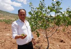 Siirt’te dolu, ‘yeşil altın’ı vurdu