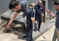Yağmur suyu tahliye borusundaki yılan, yakalanıp, doğaya salındı