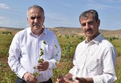 Çölyak hastası oğlu ve yeğeni için glutensiz karabuğday ekimine başladı