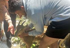 Köye inen yavru dağ keçisini yakalayıp, doğaya saldılar