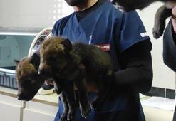 Yaralı 745 yaban hayvanı tedavileri yapılıp, doğaya salındı