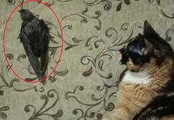 Ebabil ‘Cimcime’ ile kedi ‘Safiye’ 1 yıldır aynı evde yaşıyor