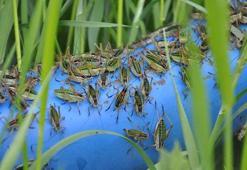 Çekirgeler köyü istila etti