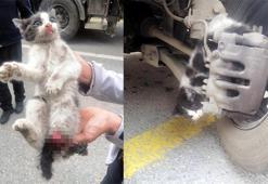 Otomobilin fren sistemine sıkışan kedinin bacağı koptu