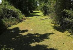 Bayır Deresi, kirlilikten yeşile büründü