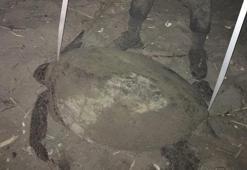 Yeşil deniz kaplumbağalarının denizel yaşamı Doğu Akdeniz'de araştırıldı