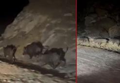 Yüksekova kırsalında domuz sürüsü görüntülendi