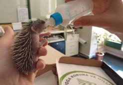 Çim biçilirken yaralanan yavru kirpi, biberonla besleniyor