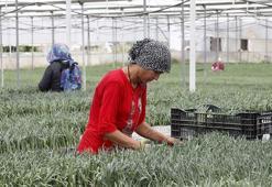 1 milyar dal kesme çiçekten 165 milyon dolar gelir hedefi