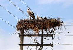Beton elektrik direği, 15 yıldır leyleklerin yuvası