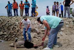 Kuşadası'nda son bir haftada 6 ölü yunus sahile vurdu