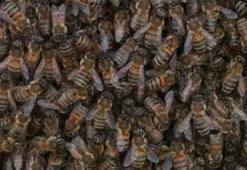 İstanbul'da birçok ilçede arı tedirginliği