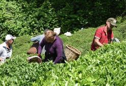 Ordu’da çay hasadı başladı