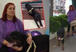 Felçli köpek Ateş'ten tedavi sonrası mucize adımlar