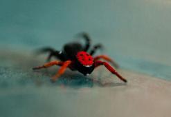 Prof. Dr. Demir: Uğur böceği örümceği zehirli değil