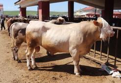 Metropollerin kurbanlığı Ağrı'dan