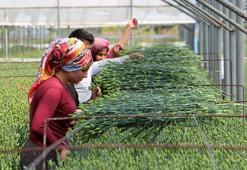 Isparta'da kesme çiçekten 15 milyon dolar ihracat hedefi