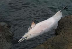 Trabzon'da ölü yunus, karaya vurdu
