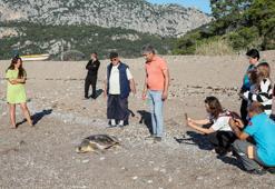 Deniz kaplumbağasının gündüz yuva çalışması için önlem aldılar
