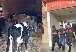 Çaldıkları 2 ineği tarlada kesip, eti satmışlar