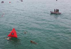 Ordu'da sokak köpeği, yarışmacılarla yüzdü