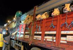 İstanbul'a kurbanlık hayvan girişleri başladı