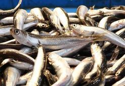 Türkiye'de denizlerde avlanan 2 balıktan 1'i hamsi