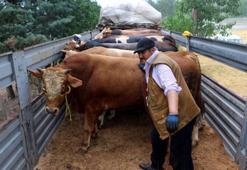 Tokat'tan kurbanlıklar yola çıkmaya başladı
