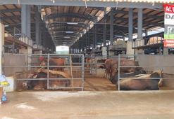 Bursa’da hayvan pazarında şap karantinası