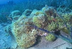 Taş mercanlar yok olma tehlikesi ile karşı karşıya