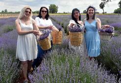 Trakya'da tarlalar, mor renge büründü