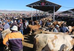 Şap karantinası nedeniyle Sivas'ta kurban pazarı açılmayacak