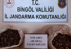 Bingöl’de salep soğanı toplayan 5 kişiye 1 milyon 221 bin lira ceza