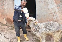 'Yaşamaz' denilen engelli buzağıyı 3 aydır biberonla besliyor