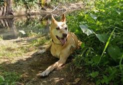 İsviçreli diplomat, köpeğine 10 ay sonra kavuştu