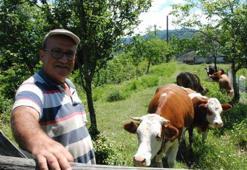 Bartın'da 4 köy ve beldede şap karantinası