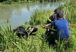 Hayvan pazarından kaçıp, Melen Çayı’na düşen kurbanlık boğa, kurtarıldı