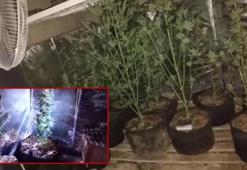 Evinin bodrumuna sera kuran uyuşturucu şüphelisine gözaltı