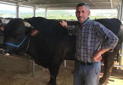 Ankara'da 1.1 tonluk boğa 'Şahinbey', 170 bin TL'den alıcısını bekliyor