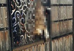 Bağ evinde kapıya asılı bulunan köpek soruşturmasında 2 şüpheli serbest