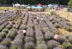 Edirne'de Lavanta Tarla Günleri, kapılarını ziyaretçilere açtı
